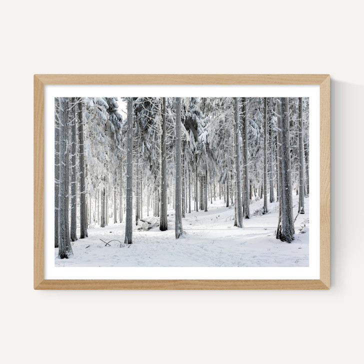 Winter Trees 2