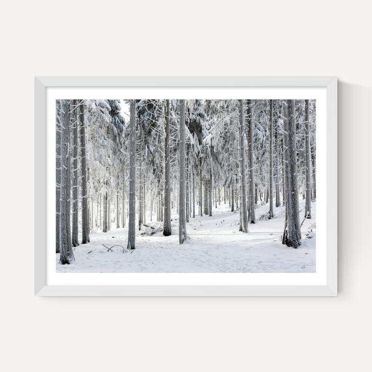 Winter Trees 2