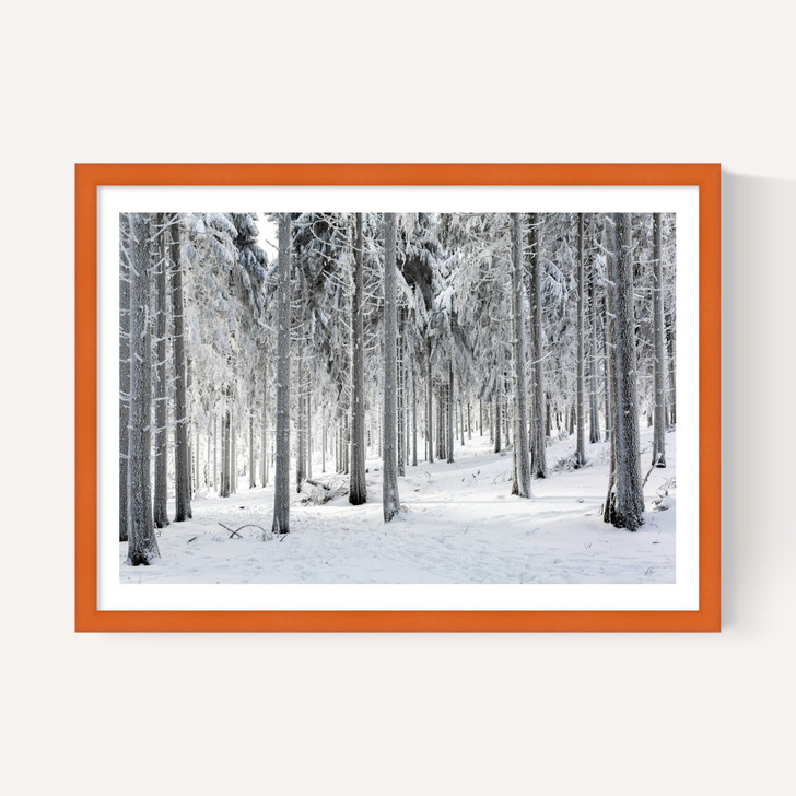 Winter Trees 2