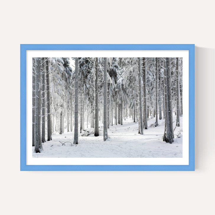 Winter Trees 2