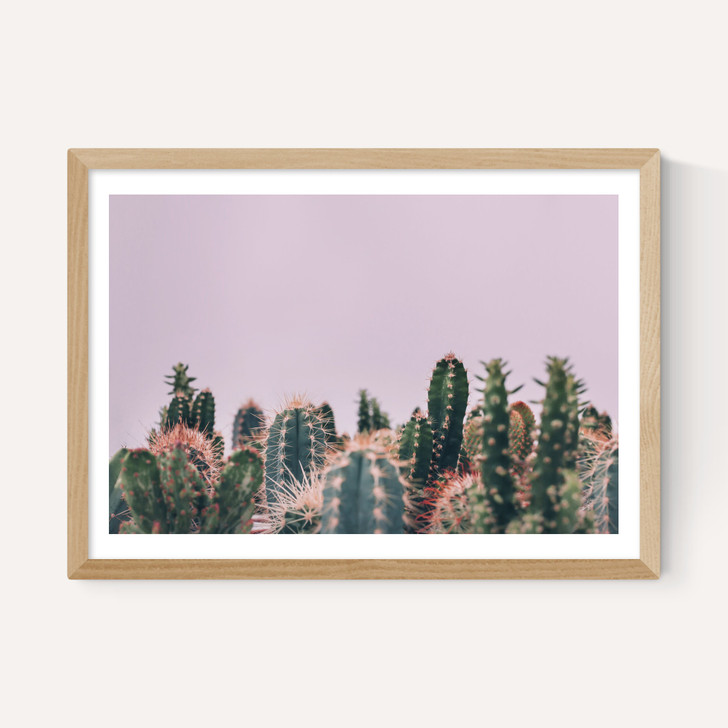 Cactus Garden
