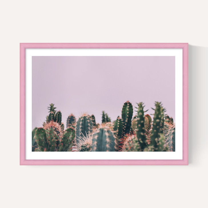 Cactus Garden