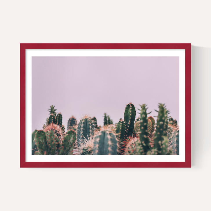 Cactus Garden