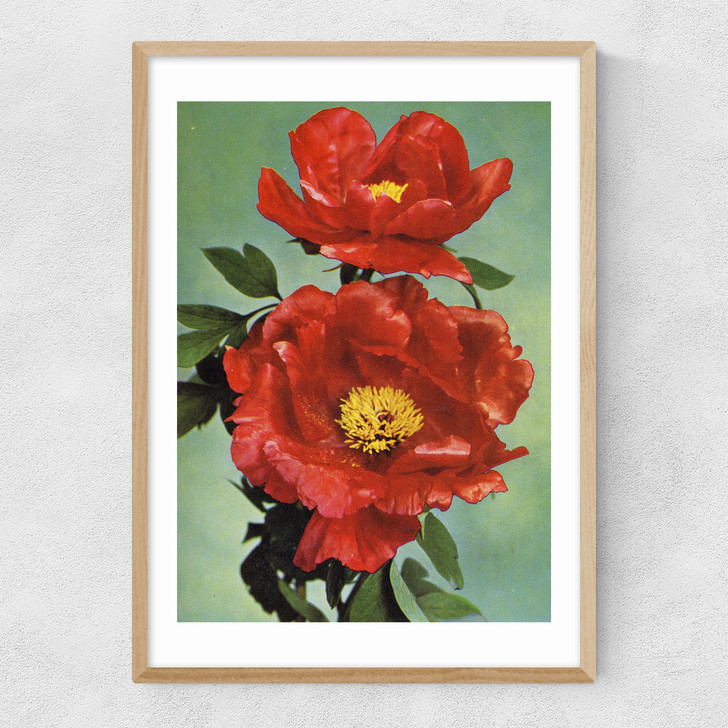 Paeonia Suffruticosa 1950s Narrow Oak Frame Paeonia Suffruticosa 1950s Narrow Oak Frame
