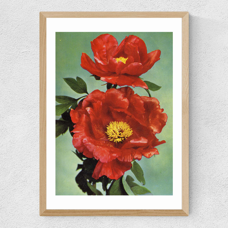 Paeonia Suffruticosa 1950s Medium Oak Frame Paeonia Suffruticosa 1950s Medium Oak Frame