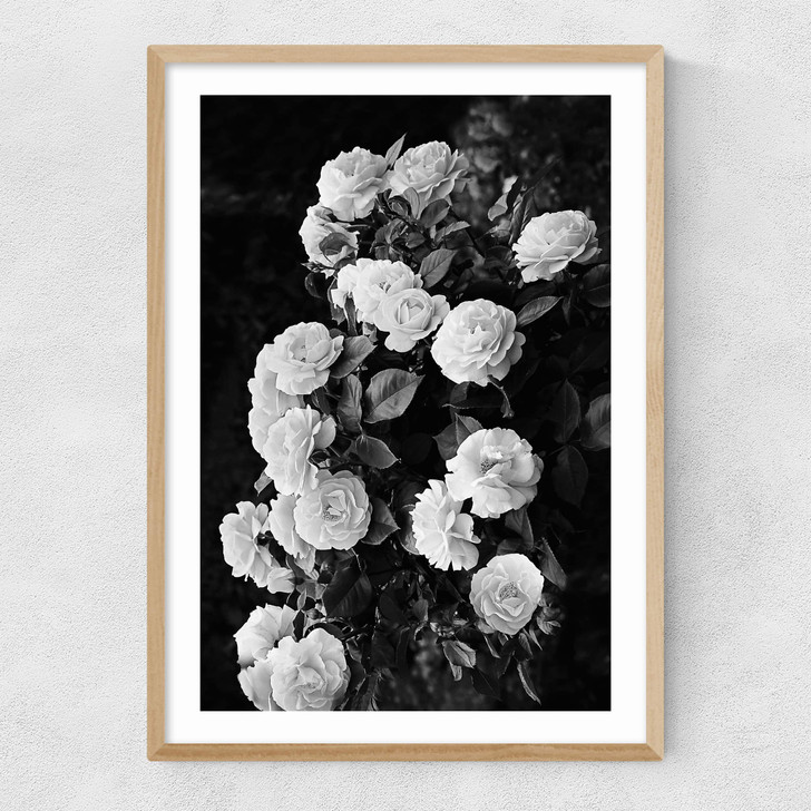 Rose Bush
