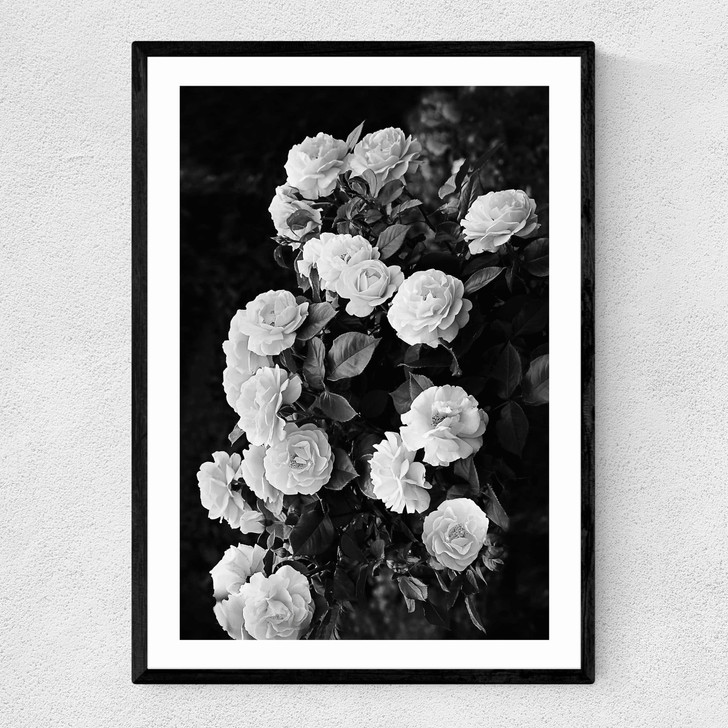 Rose Bush Narrow Black Frame