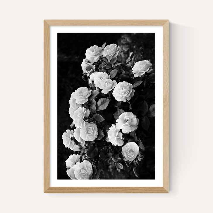Rose Bush