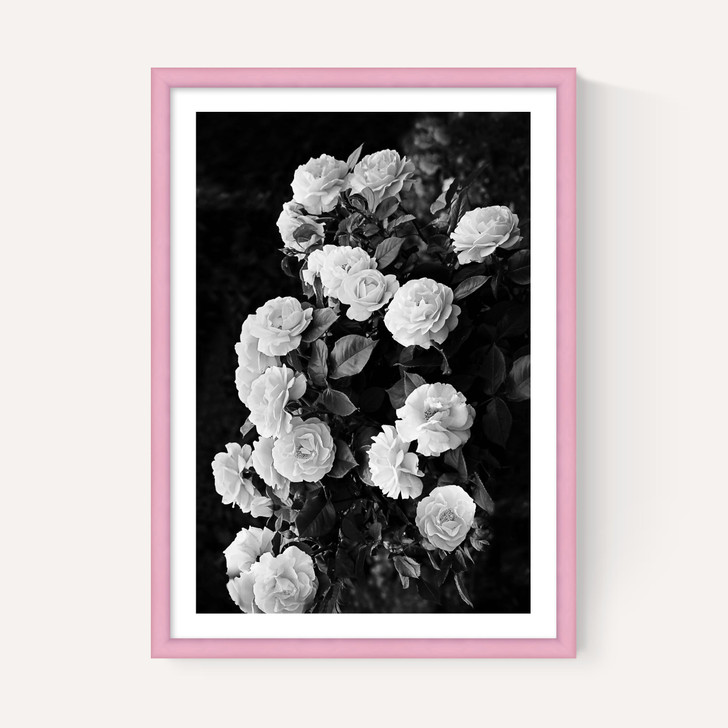 Rose Bush