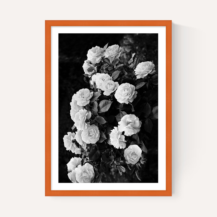 Rose Bush