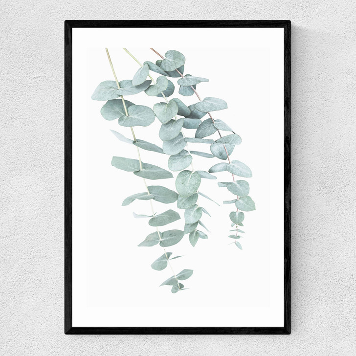 Eucalyptus 2 Narrow Black Frame