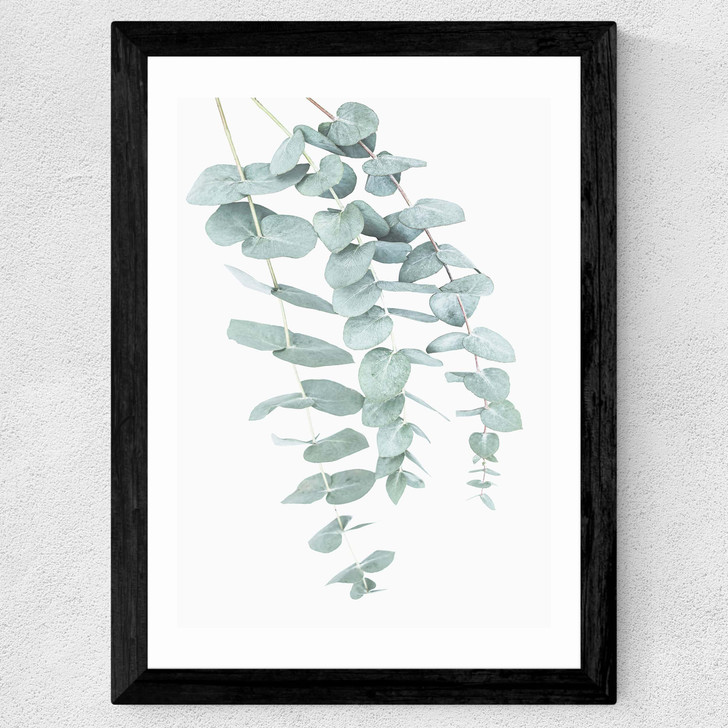 Eucalyptus 2 Wide Black Frame