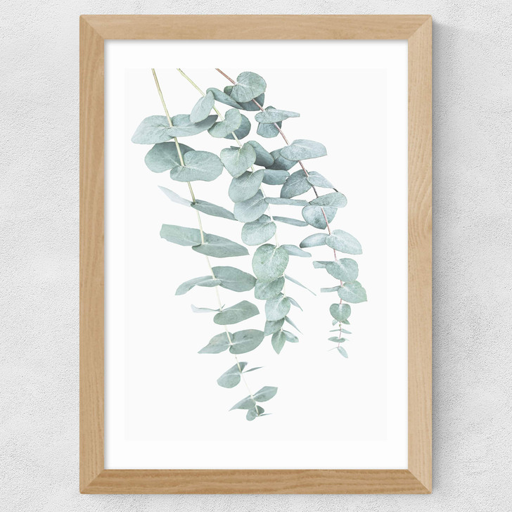 Eucalyptus 2 Wide Oak Frame