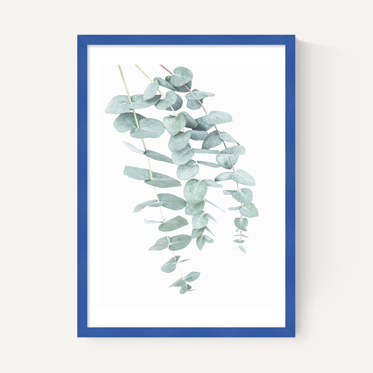 Eucalyptus 2