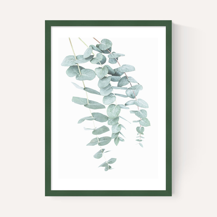 Eucalyptus 2
