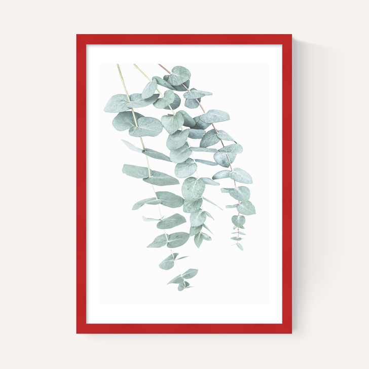Eucalyptus 2