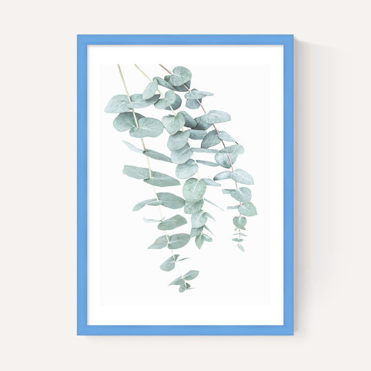 Eucalyptus 2