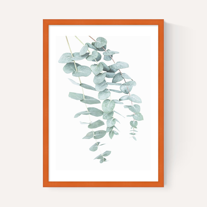 Eucalyptus 2