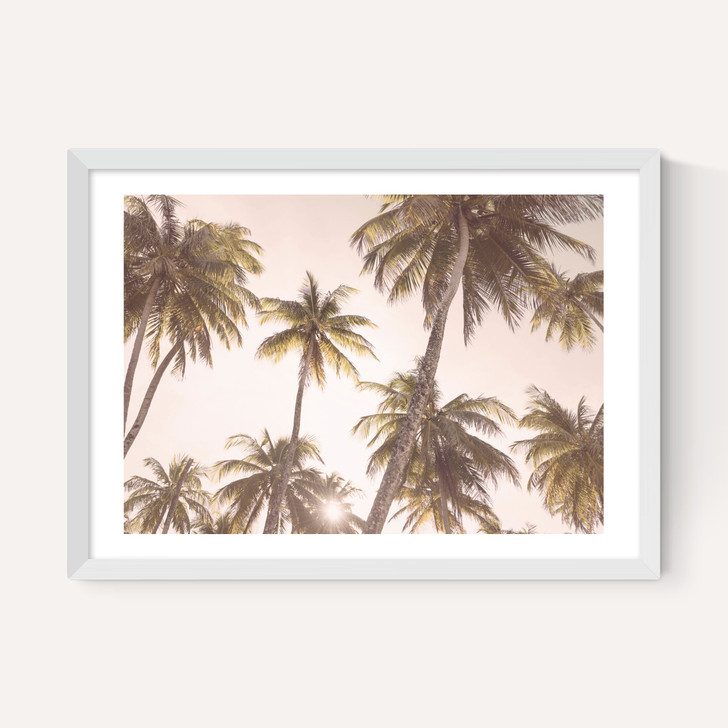Palm Trees