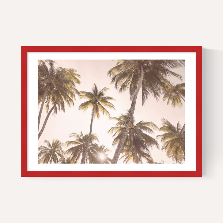 Palm Trees