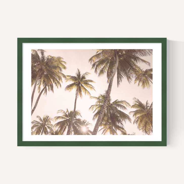 Palm Trees