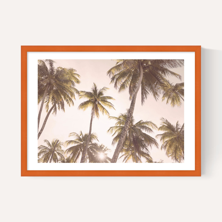 Palm Trees