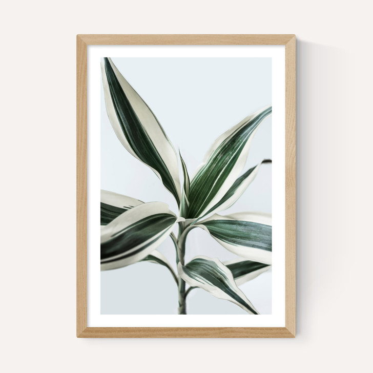 Foliage 1