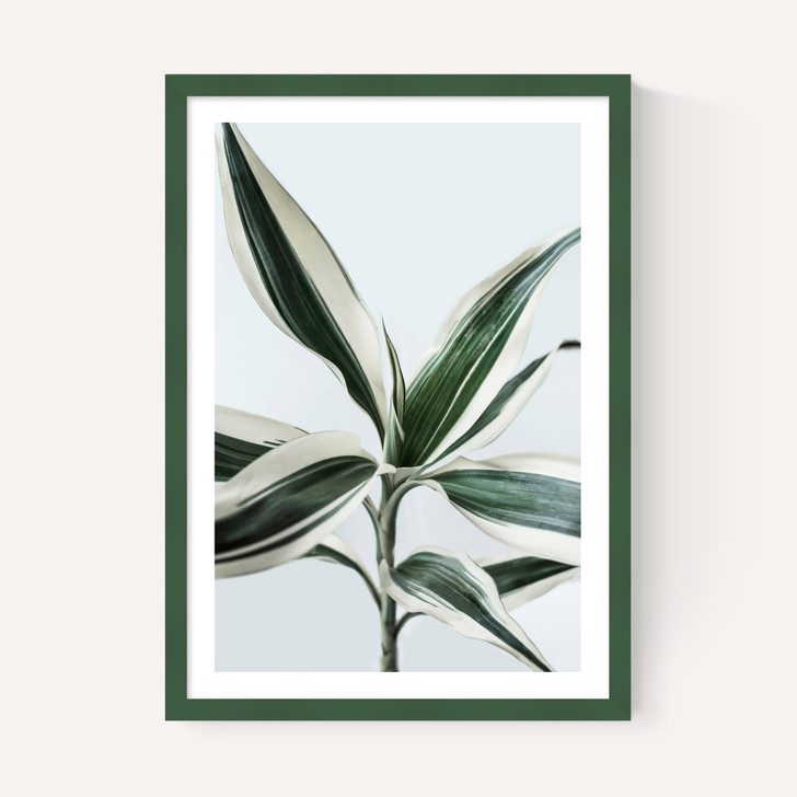 Foliage 1