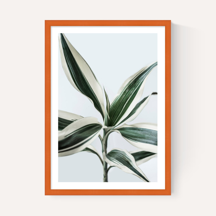 Foliage 1