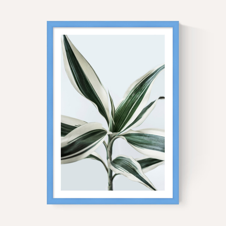 Foliage 1