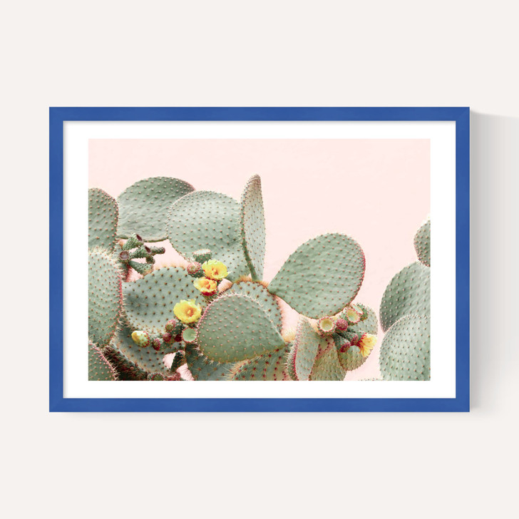 Blooming Cactus