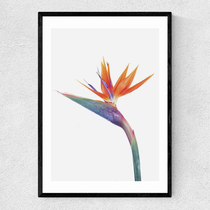 Exuberance Narrow Black Frame