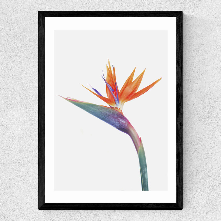 Exuberance Medium Black Frame