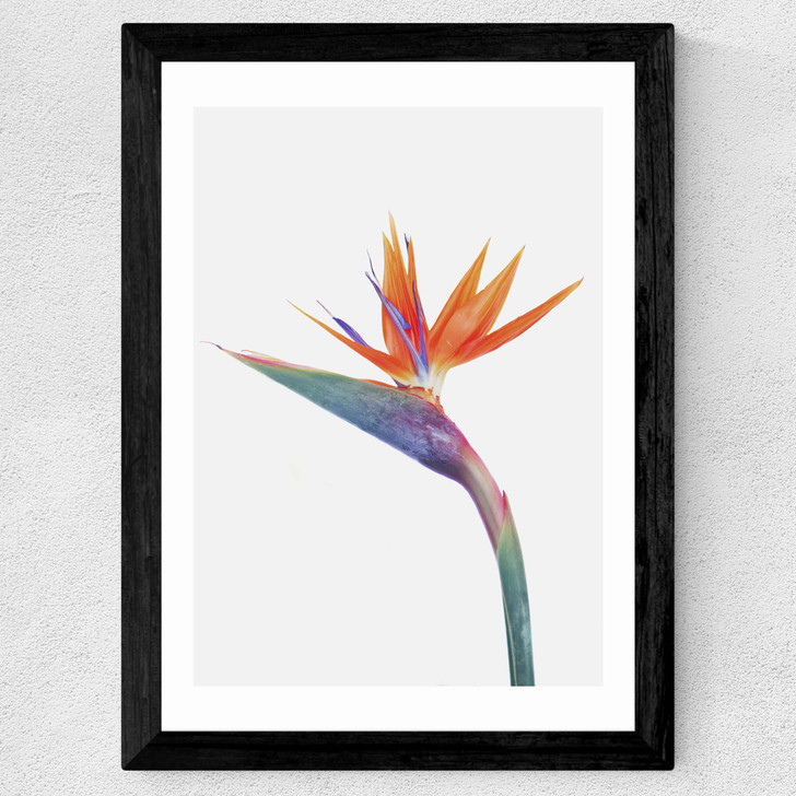 Exuberance Wide Black Frame