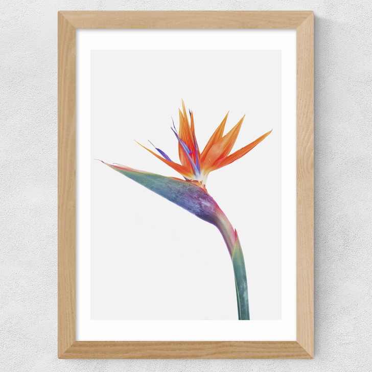 Exuberance Wide Oak Frame