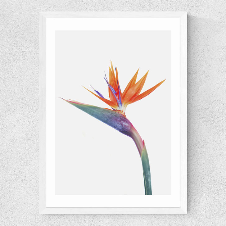 Exuberance Medium White Frame