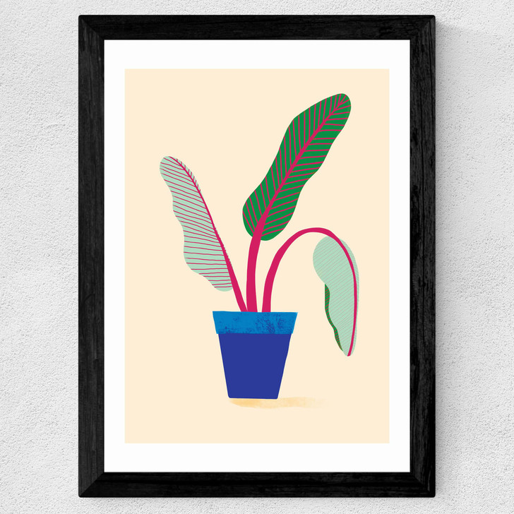 House Plant Wide Black Frame House Plant Wide Black Frame