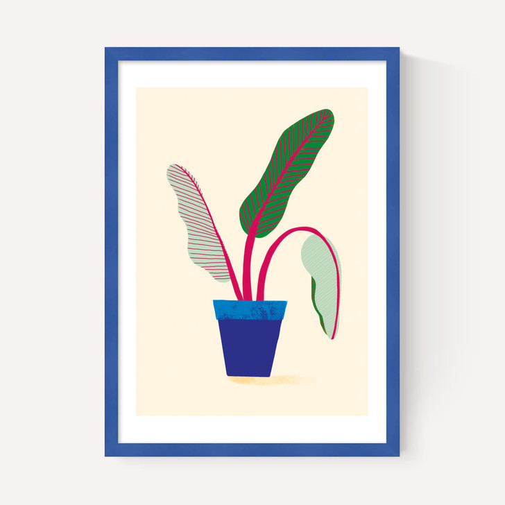 House Plant