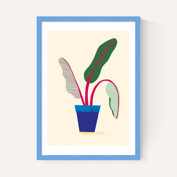 House Plant
