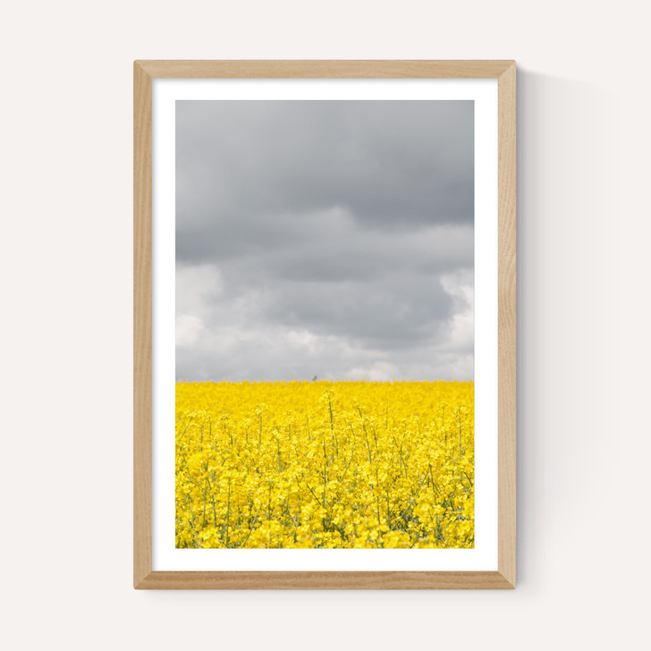Grey and Yellow Fields