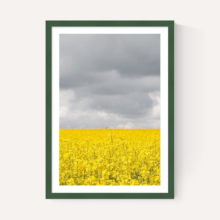 Grey and Yellow Fields