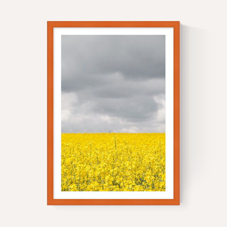 Grey and Yellow Fields