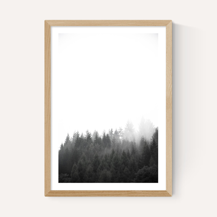 Walk Through the Forest