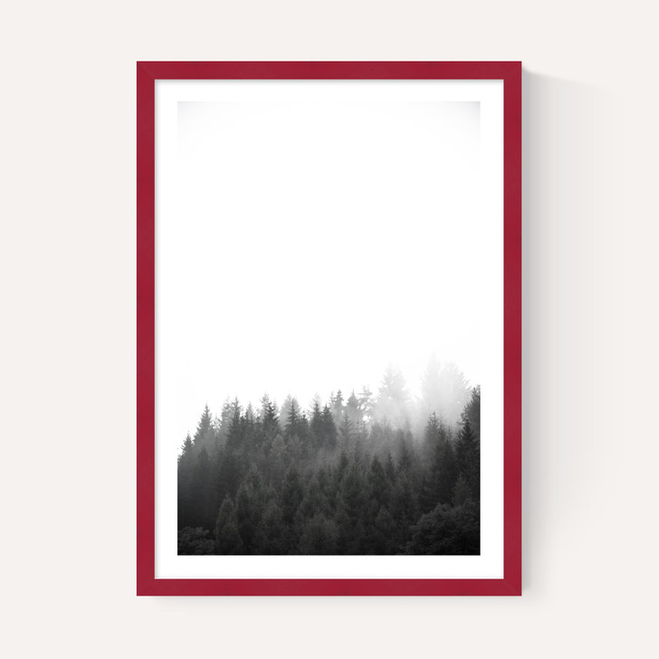 Walk Through the Forest