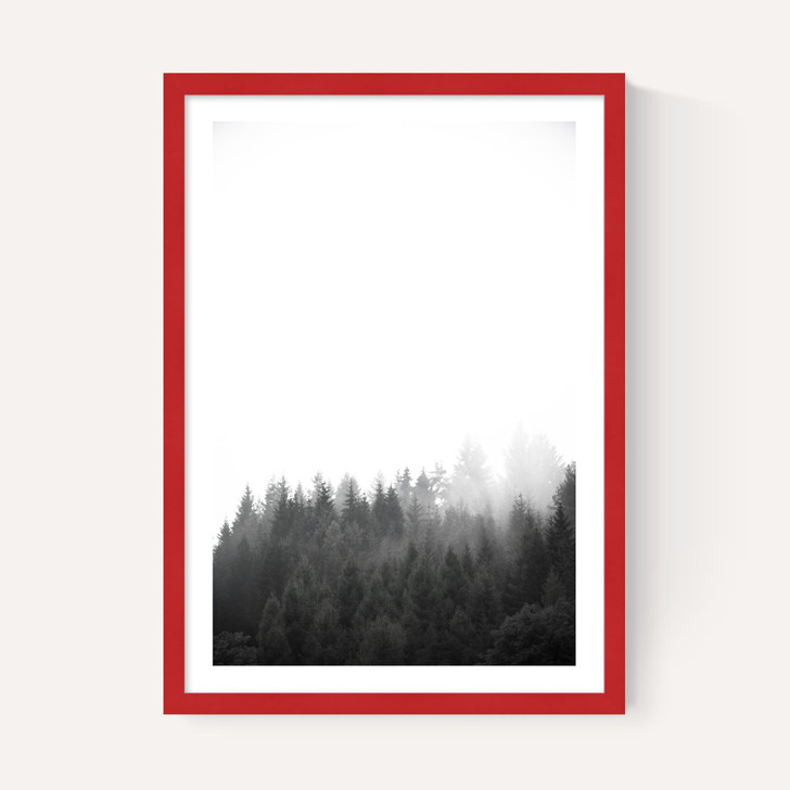Walk Through the Forest