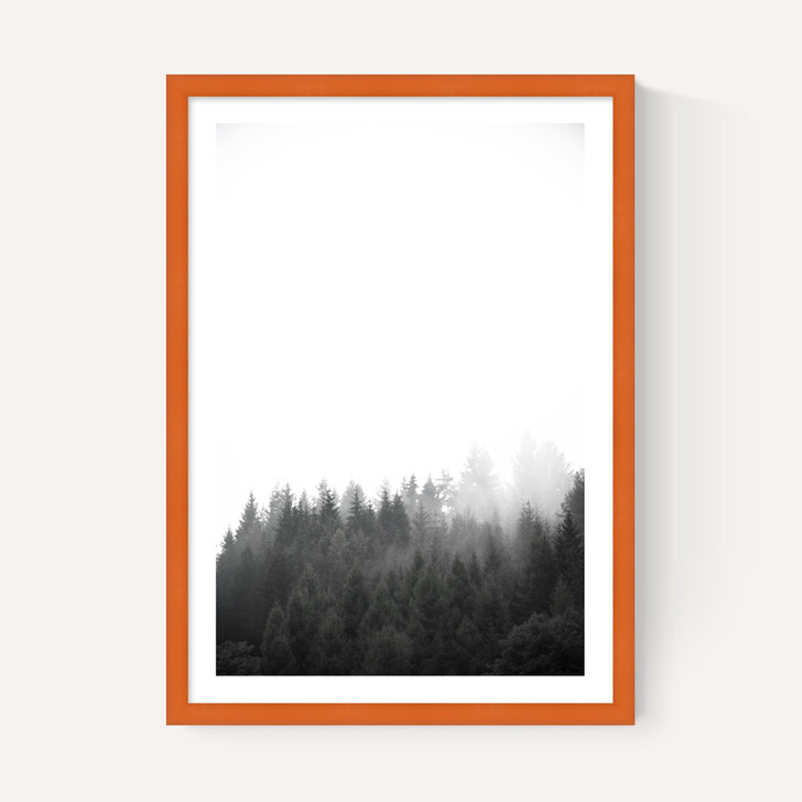 Walk Through the Forest