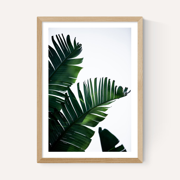 Palm Leaves