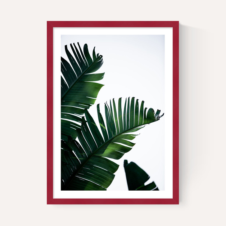 Palm Leaves