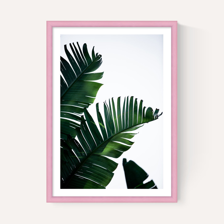 Palm Leaves