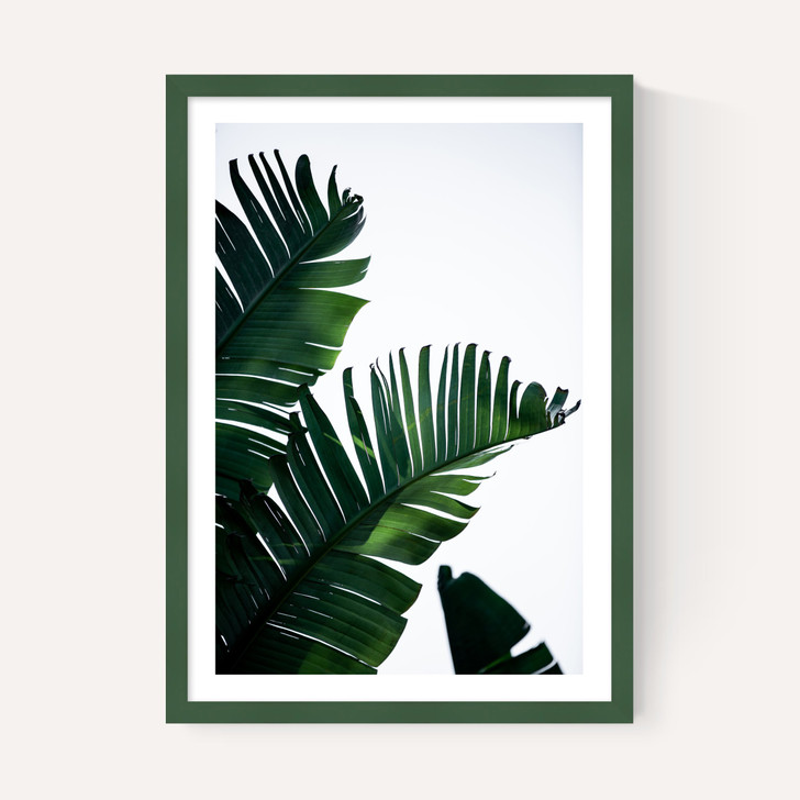 Palm Leaves